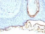 Kallikrein 5 Antibody Skin Epidermis IHC. Immunohistochemistry staining of FFPE human skin tissue with Kallikrein 5 antibody (clone KLK5/4760). HIER: boil tissue sections in pH 9 10mM Tris with 1mM EDTA for 20 min and allow to cool before testing.