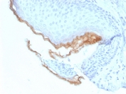Kallikrein 5 Antibody Cutaneous Epithelium IHC. Immunohistochemistry staining of FFPE human skin tissue with Kallikrein 5 antibody (clone KLK5/3844). HIER: boil tissue sections in pH 9 10mM Tris with 1mM EDTA for 20 min and allow to cool before testing.