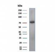 KIF2C Antibody for WB Human Testis. Western blot analysis of Kinesin like protein 6 / KIF2C expression in human testis tissue lysate using KIF2C Antibody for WB, mouse monoclonal clone KIF2C/4704 at 2 ug/ml. A band is detected at approximately 70-80 kDa, consistent with the predicted molecular weight of KIF2C, supporting detection of the full-length protein in tissue lysates. This Western Blot Antibody enables reliable detection of KIF2C in proliferative tissue samples.