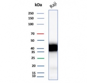 Western blot testing of human Raji cell lysate with recombinant CD48 antibody. Expected molecular weight: 28-50 kDa depending on glycosylation level.