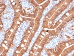 S100A16 Antibody Intestinal Proliferation IHC. Immunohistochemistry of S100 calcium binding protein A16 / S100A16 in FFPE human duodenum tissue using mouse monoclonal S100A16 antibody, clone S100A16/7412. HRP-DAB brown staining highlights strong cytoplasmic and apical membranous labeling of enterocytes lining villous structures, with prominent signal along the epithelial layer consistent with active cellular turnover and proliferation-associated expression, while the lamina propria shows minimal staining and nuclei are counterstained blue. Heat induced epitope retrieval was performed by boiling tissue sections in pH 9 10 mM Tris with 1 mM EDTA for 20 min followed by cooling prior to staining.