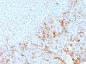 CD64 Antibody Human Tonsil Tissue IHC. Immunohistochemistry staining of FFPE human tonsil tissue using CD64 antibody (clone FCGR1A/7498) at 2ug/ml. HIER: boil tissue sections in pH 9 10mM Tris with 1mM EDTA for 20 min and allow to cool before testing.