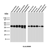 Glutamine Synthetase Antibody Multi-Species Brain and Liver Tissue WB. Western blot analysis of GLUL expression across multiple species and tissue lysates using Glutamine Synthetase antibody clone GLUL/8996R. A band is detected at approximately 40-45 kDa, consistent with the predicted molecular weight of glutamine synthetase.