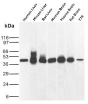 SDS-PAGE analysis of purified, BSA-free GLUL antibody (clone rGLUL/8621) as confirmation of integrity and purity.