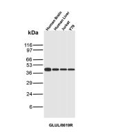 SDS-PAGE analysis of purified, BSA-free GLUL antibody (clone GLUL/8619R) as confirmation of integrity and purity.
