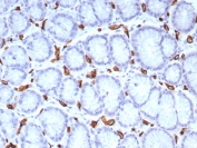 CD34 Antibody Stomach IHC rHPCA1/8573. Immunohistochemistry analysis of CD34 expression in FFPE human stomach tissue using a Tumor Angiogenesis Marker Antibody, clone rHPCA1/8573, demonstrates membranous HRP-DAB brown staining in endothelial cells outlining capillaries and small vessels within the gastric mucosa, while glandular epithelial cells remain largely negative. The staining pattern highlights microvascular networks and supports evaluation of vascular architecture and angiogenic features within gastric tissue. HIER: boil tissue sections in pH 9 10mM Tris with 1mM EDTA for 20 min and allow to cool before testing.