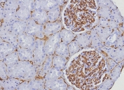 CD34 Antibody Kidney IHC HPCA1/8333R. Immunohistochemistry analysis of CD34 expression in FFPE human kidney tissue using an Endothelial Cell Marker Antibody, clone HPCA1/8333R, demonstrates membranous HRP-DAB brown staining in vascular endothelial cells within glomerular capillary tufts and peritubular microvessels, clearly outlining endothelial-lined luminal structures, while renal tubular epithelial cells remain largely negative. The staining pattern supports precise identification of endothelial cells and visualization of renal vascular architecture. HIER: boil tissue sections in pH 9 10mM Tris with 1mM EDTA for 20 min and allow to cool before testing.
