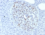 Insulinoma associated protein 1 Antibody (clone INSM1/8149R). Immunohistochemistry analysis of Insulinoma-associated protein 1 (INSM1) in formalin-fixed, paraffin-embedded human pancreas tissue using Insulinoma associated protein 1 antibody (clone INSM1/8149R). Distinct nuclear HRP-DAB staining highlights INSM1-positive endocrine cells within pancreatic islets, while surrounding exocrine pancreatic tissue shows minimal staining. The nuclear localization pattern is consistent with the transcription factor function of INSM1 and clearly delineates neuroendocrine cell populations within pancreatic tissue. Antigen retrieval was performed by boiling tissue sections in 10 mM Tris with 1 mM EDTA, pH 9, for 20 minutes followed by cooling prior to antibody incubation.