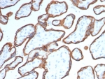 IHC analysis of CD40 Antibody in FFPE human placental tissue. The mouse monoclonal antibody (clone CD40/4940) demonstrates membranous HRP-DAB brown staining along trophoblastic cells lining chorionic villi, consistent with TNFRSF5 / CD40 expression, while stromal cores show minimal staining. Heat-induced epitope retrieval was performed in 10mM Tris with 1mM EDTA, pH 9.0, at 95oC for 20 minutes followed by cooling before testing.