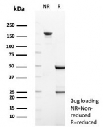 SDS-PAGE analysis of purified, BSA-free Transmembrane protease serine 2 antibody (clone TMPRSS2/7420) as confirmation of integrity and purity.