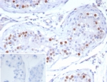 OIP-4 Antibody Human Testis IHC. Immunohistochemistry analysis of FFPE human testis tissue stained with recombinant rabbit monoclonal OIP-4 antibody clone PRAME/6928R. Scattered germ cell populations demonstrate distinct nuclear HRP-DAB brown staining consistent with expression of Opa-interacting protein 4 / PRAME, a cancer-testis antigen associated with germ cell-restricted expression and tumor-associated immune signaling pathways. The inset image shows a PBS-only negative control processed without primary antibody, confirming minimal non-specific background staining. HIER: boil tissue sections in pH 9 10mM Tris with 1mM EDTA for 20 min and allow to cool before testing.