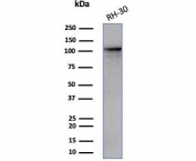 MutS homolog 2 Antibody (clone MSH2/3165) / MSH2 Antibody. Western blot analysis of human RH30 cell lysate using MutS homolog 2 antibody (clone MSH2/3165). A band is detected at approximately 105 kDa, consistent with the predicted molecular weight of MutS homolog 2 / MSH2.