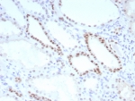 PAX8 Antibody / Metastatic Tumor Origin Marker Antibody immunohistochemistry in human kidney tissue showing nuclear HRP-DAB brown staining in renal tubular epithelial cells. Paired box protein Pax-8 (PAX8) expression is localized to nuclei of tubular epithelial cells forming nephron structures, with strong nuclear positivity and minimal staining in glomerular or stromal compartments. The staining pattern highlights lineage-specific epithelial expression that underlies the utility of PAX8 in metastatic tumor origin identification, where nuclear positivity supports renal origin. Negative cells retain hematoxylin-only nuclear staining, providing clear contrast for interpretation within preserved kidney architecture.