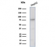CD26 Antibody HepG2 WB. Western blot analysis of human HepG2 cell lysate using a mouse monoclonal CD26 antibody detecting Dipeptidyl peptidase 4 (DPP4), clone DPP4/7415. A band is detected at approximately 90-110 kDa, consistent with the predicted molecular weight of glycosylated DPP4. This migration pattern reflects the heavily glycosylated nature of CD26 as a functional membrane-associated serine exopeptidase involved in peptide cleavage and immune signaling regulation. Detection in HepG2 cells aligns with the known expression of DPP4 in hepatic and epithelial-derived systems.