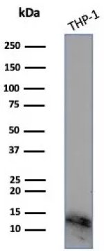BSEP Antibody THP-1 Cell WB. Western blot analysis of THP-1 cell lysate using BSEP Antibody / Bile Salt Export Pump Antibody. An HRP-conjugated secondary antibody with ECL substrate was used for detection. BSEP Antibody detects a predominant band at approximately 12-15 kDa in THP-1 cell lysate.