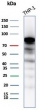 SATB2 Antibody ThP-1 Cell WB. Western blot testing of human THP-1 cell lysate with SATB2 antibody (clone SATB2/8264R). Predicted molecular weight ~83 kDa.
