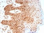 Nucleolin Antibody Rabbit Monoclonal NCL/8695R immunohistochemistry analysis of human skin tissue. Formalin-fixed paraffin-embedded human skin stained with Nucleolin Antibody Rabbit Monoclonal NCL/8695R. HRP-DAB brown chromogenic staining highlights nuclei of epidermal epithelial cells, consistent with the expected nuclear and nucleolar localization of Nucleolin / NCL. HIER: boil tissue sections in pH 9 10mM Tris with 1mM EDTA for 20 minutes and allow to cool before testing.