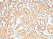 GBX2 Antibody Kidney IHC. Immunohistochemistry analysis of FFPE human kidney tissue stained with GBX2 Antibody clone GBX2/7235 demonstrates diffuse cytoplasmic HRP-DAB brown staining throughout renal tubular epithelial cell populations, consistent with expression of Gastrulation brain homeobox 2 / GBX2 in epithelial-associated cellular compartments. The observed staining pattern supports the role of GBX2 as a developmental transcription factor involved in tissue differentiation and lineage-associated regulatory pathways. HIER: boil tissue sections in pH 9 10mM Tris with 1mM EDTA for 20 min and allow to cool before testing.