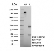 SDS-PAGE analysis of purified, BSA-free ALDH1L1 antibody (clone ALDH1L1/7958) as confirmation of integrity and purity.