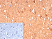 PGP9.5 Antibody / High Abundance Neuronal Marker Antibody. Immunohistochemistry analysis of PGP9.5 / UCHL1 in FFPE human cerebellum tissue. IHC staining of FFPE human cerebellum using PGP9.5 Antibody / High Abundance Neuronal Marker Antibody demonstrates strong HRP-DAB brown cytoplasmic signal in neuronal cells, reflecting the high endogenous abundance of UCHL1 in neural tissue. The robust staining intensity enables clear identification of neuronal cell bodies and processes with high contrast relative to surrounding tissue, supporting reliable visualization even under standard staining conditions. Clone UCHL1/8152 produces consistent and easily interpretable signal, while the PBS control shows no staining, confirming specificity and low background.