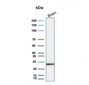 UCHL1 Antibody for WB. Western blot analysis in human brain lysate. Human brain tissue lysate stained with UCHL1 Antibody for WB, also known as Deubiquitinase Western Blot Antibody and Ubiquitin C-terminal hydrolase L1 antibody, shows a clear band at approximately 25 kDa, consistent with the predicted molecular weight of UCHL1 / PGP9.5. The sharp band profile supports its use for detecting this deubiquitinating enzyme in studies of ubiquitin-mediated protein turnover and proteasome pathway regulation.