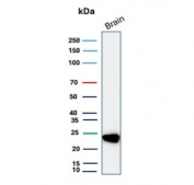 PGP9.5 Antibody for WB. Western blot analysis in human brain lysate. Human brain tissue lysate stained with PGP9.5 Antibody for WB, also known as 25 kDa Protein Western Blot Antibody and Ubiquitin C-terminal hydrolase L1 antibody, shows a sharp, well-defined band at approximately 25 kDa, consistent with the predicted molecular weight of PGP9.5 / UCHL1. The clean, single-band resolution highlights its suitability for low molecular weight protein detection and precise size-based analysis in western blot workflows.