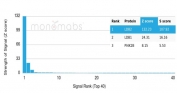 Analysis of a HuProt(TM) microarray containing more than 19,000 full-length human proteins using LDB2 Mouse Monoclonal (PCRP-LDB2-1B10). Z- and S- Score: The Z-score represents the strength of a signal that a monoclonal antibody (in combination with a fluorescently-tagged anti-IgG secondary antibody) produces when binding to a particular protein on the HuProt(TM) array. Z-scores are described in units of standard deviations (SD's) above the mean value of all signals generated on that array. If targets on HuProt(TM) are arranged in descending order of the Z-score, the S-score is the difference (also in units of SD's) between the Z-score. S-score therefore represents the relative target specificity of a mAb to its intended target. A mAb is considered to specific to its intended target, if the mAb has an S-score of at least 2.5. For example, if a mAb binds to protein X with a Z-score of 43 and to protein Y with a Z-score of 14, then the S-score for the binding of that mAb to protein X is equal to 29.