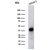 STING Antibody Clone STING1/7436 western blot analysis. Western blot analysis of human HDLM-2 cell lysate using STING Antibody Clone STING1/7436 detects a band at approximately 42 kDa, consistent with the predicted molecular weight of Stimulator of interferon genes protein / STING1 (TMEM173), an endoplasmic reticulum-associated adaptor involved in cGAS-STING cytosolic DNA sensing and interferon signaling.