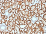 Immunohistochemistry of Occludin antibody in human kidney tissue. The mouse monoclonal clone OCLN/2182 demonstrates strong membranous HRP-DAB brown staining along renal tubular epithelial cell borders, consistent with tight junction localization of Occludin. Staining highlights apical lateral cell-cell junctions forming continuous circumferential patterns within tubular structures, while interstitial regions show minimal background signal. Heat-induced epitope retrieval was performed by boiling tissue sections in pH 9 10mM Tris with 1mM EDTA for 20 minutes followed by cooling prior to incubation.