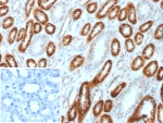 IHC staining of FFPE human kidney tissue with Occludin antibody mouse monoclonal (clone OCLN/2182). Inset: PBS used in place of primary Ab (secondary Ab negative control). HIER: boil tissue sections in pH 9 10mM Tris with 1mM EDTA for 20 min and allow to cool before testing.