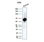 Western blot analysis of OCLN antibody in human kidney tissue lysate. The recombinant mouse mAb clone rOCLN/8776 detects a prominent band at approximately 59 kDa, consistent with the predicted molecular weight of Occludin. The observed band pattern aligns with expected endogenous OCLN expression in renal epithelial tissue and supports specific detection of the tight junction-associated protein in human kidney lysate.