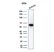 Western blot analysis of Occludin antibody in human kidney tissue lysate. The recombinant rabbit mAb clone OCLN/8526R detects a distinct band at approximately 59 kDa, consistent with the predicted molecular weight of Occludin. The observed band pattern aligns with expected endogenous OCLN expression in renal epithelial tissue and supports specific detection of the tight junction-associated protein in human kidney lysate.