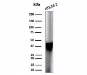 STING1 Antibody Clone STING1/7433 western blot analysis. Western blot analysis of human HDLM-2 cell lysate using STING1 Antibody Clone STING1/7433 detects a band at approximately 42 kDa, consistent with the predicted molecular weight of Stimulator of interferon genes protein / STING1 (TMEM173), a key adaptor of the cGAS-STING cytosolic DNA sensing pathway involved in interferon signaling.