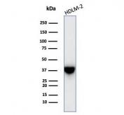 STING Antibody Clone STING1/7438 western blot analysis. Western blot analysis of human HDLM-2 cell lysate using STING Antibody Clone STING1/7438 detects a band at approximately 42 kDa, consistent with the predicted molecular weight of Stimulator of interferon genes protein / STING1 (TMEM173), a cytosolic adaptor that mediates cGAS-STING innate immune signaling and interferon activation.