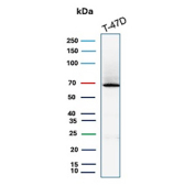 ER alpha Antibody Rabbit Monoclonal T-47D WB. Western blot analysis of human T-47D cell lysate using ER alpha antibody (clone ESR1/7444R) detects a band at approximately 65-70 kDa, consistent with the predicted molecular weight of Estrogen receptor alpha (ESR1), a nuclear hormone receptor expressed in hormone-responsive breast cancer cells; detection was performed with clone ESR1/7444R.