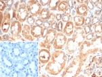 IL6 Antibody Human Kidney IHC. Immunohistochemical staining of FFPE human kidney tissue using Interleukin 6 Antibody / Pro-Inflammatory Cytokine Marker (clone IL6/4643) demonstrates prominent cytoplasmic and membranous HRP-DAB brown staining within renal tubular epithelial cells. The observed staining pattern is consistent with IL6 expression in kidney tissue, supporting the role of this pro-inflammatory cytokine in immune signaling, tissue stress responses, and regulation of local inflammatory microenvironments. Minimal background staining is observed in the PBS negative control inset, supporting staining specificity. HIER: boil tissue sections in pH 9 10mM Tris with 1mM EDTA for 20 min and allow to cool before testing.