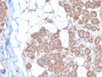 Ephrin type-B receptor 4 Antibody Salivary Gland IHC. Immunohistochemistry staining of FFPE human salivary gland tissue with Ephrin type-B receptor 4 antibody (clone EPHB4/6393). HIER: boil tissue sections in pH 9 10mM Tris with 1mM EDTA for 20 min and allow to cool before testing.