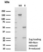 SDS-PAGE analysis of purified, BSA-free mouse monoclonal Alpha 1 Microglobulin antibody (clone AMBP/4536) as confirmation of integrity and purity.