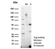 SDS-PAGE analysis of purified, BSA-free Synaptophysin Antibody Rabbit Monoclonal Clone SYP/7976R as confirmation of integrity and purity.