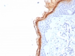 Calbindin D9K Antibody Skin Tissue IHC. Immunohistochemistry analysis of Calbindin D9K S100G expression in FFPE human skin tissue using Calbindin D9K antibody clone S100G/7517. Prominent cytoplasmic staining is observed in epidermal keratinocytes, with stronger signal along the superficial epithelial layers, consistent with the role of this vitamin D-regulated calcium-binding protein in epidermal differentiation and calcium balance, while underlying dermal structures show minimal staining. HIER: boil tissue sections in pH 9 10mM Tris with 1mM EDTA for 20 min and allow to cool before testing.