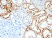 Ksp-Cadherin Antibody Human Kidney Tissue IHC. Immunohistochemistry staining of FFPE normal human kidney tissue using Ksp-Cadherin antibody (clone rCDH16/7343) at 2ug/ml in PBS for 30min RT. Inset: PBS used in place of primary Ab (secondary Ab negative control).