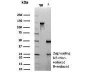 SDS-PAGE analysis of purified, BSA-free ADH1L1 antibody (clone ALDH1L1/7959) as confirmation of integrity and purity.