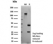 SDS-PAGE analysis of purified, BSA-free ADH1L1 antibody (clone ALDH1L1/7970) as confirmation of integrity and purity.