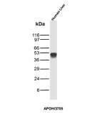 APOH Antibody APOH/3705 in Human Liver WB. Western blot analysis of human liver tissue lysate with APOH Antibody clone APOH/3705 detects a strong, discrete band at approximately 45-50 kDa, with minimal additional reactivity under the tested conditions. The observed migration is consistent with glycosylated beta-2-glycoprotein I, a plasma glycoprotein with a mature apparent molecular weight higher than that predicted from its polypeptide sequence alone.