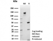 SDS-PAGE analysis of purified, BSA-free CLPS antibody (clone CLPS/9021) as confirmation of integrity and purity.