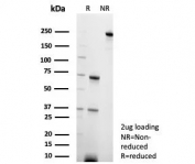 SDS-PAGE analysis of purified, BSA-free c-RET/RET Proto-Oncogene antibody (clone RET/8790) as confirmation of integrity and purity.