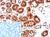 IHC staining of FFPE human colon tissue with recombinant CD10 antibody (clone MME/9617R). Inset: PBS used in place of primary Ab (secondary Ab negative control).