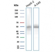 NSE gamma Antibody WB. Western blot testing of human 1) HepG2 and 2) A549 cell lysate with NSE gamma antibody (clone ENO2/9044). Predicted molecular weight ~47 kDa.