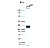 Western blot testing of human HepG2 cell lysate with CD147/Basigin  antibody (clone BSG/9223R). Expected molecular weight: 27-66 kDa depending on level of glycosylation.