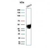 Western blot testing of human HeLa cell lysate with CD147/Emmprin antibody (clone BSG/9290R). Expected molecular weight: 27-66 kDa depending on level of glycosylation.